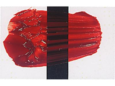 TRI-ART ACRYLFARBE 250ML S6 PYRROLROT TRANSPARENT MED. 1