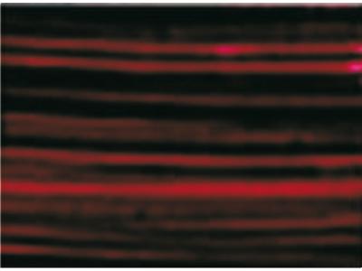 GAMBLIN CONSERVATION COLORS 1/2PAN ALIZARIN CRIMSON PERMANENT OP=OP 1