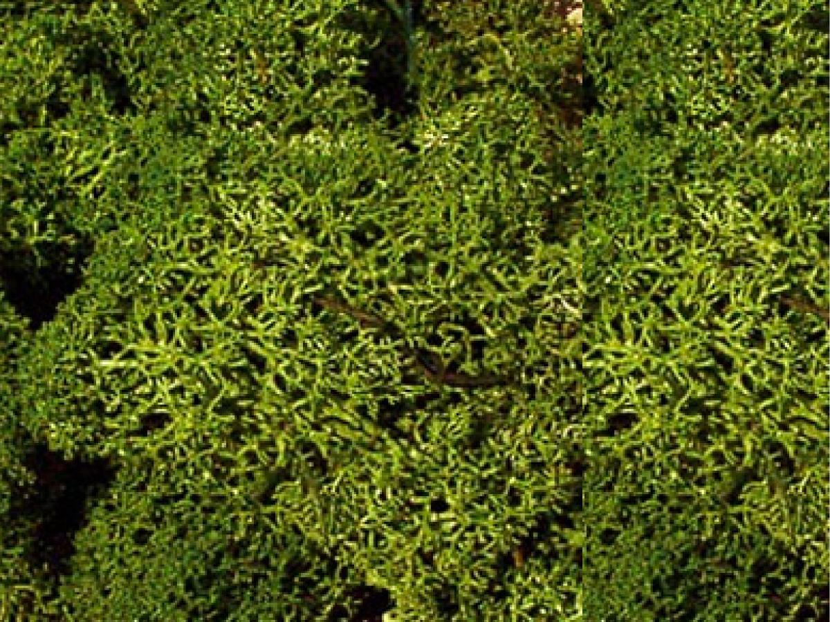 ISLÄNDISCHES MOOS MITTELGRÜN 75G 1