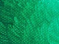 ARA ACRYLFARBE 250ML 048 PHTHALOGRÜN GELBLICH