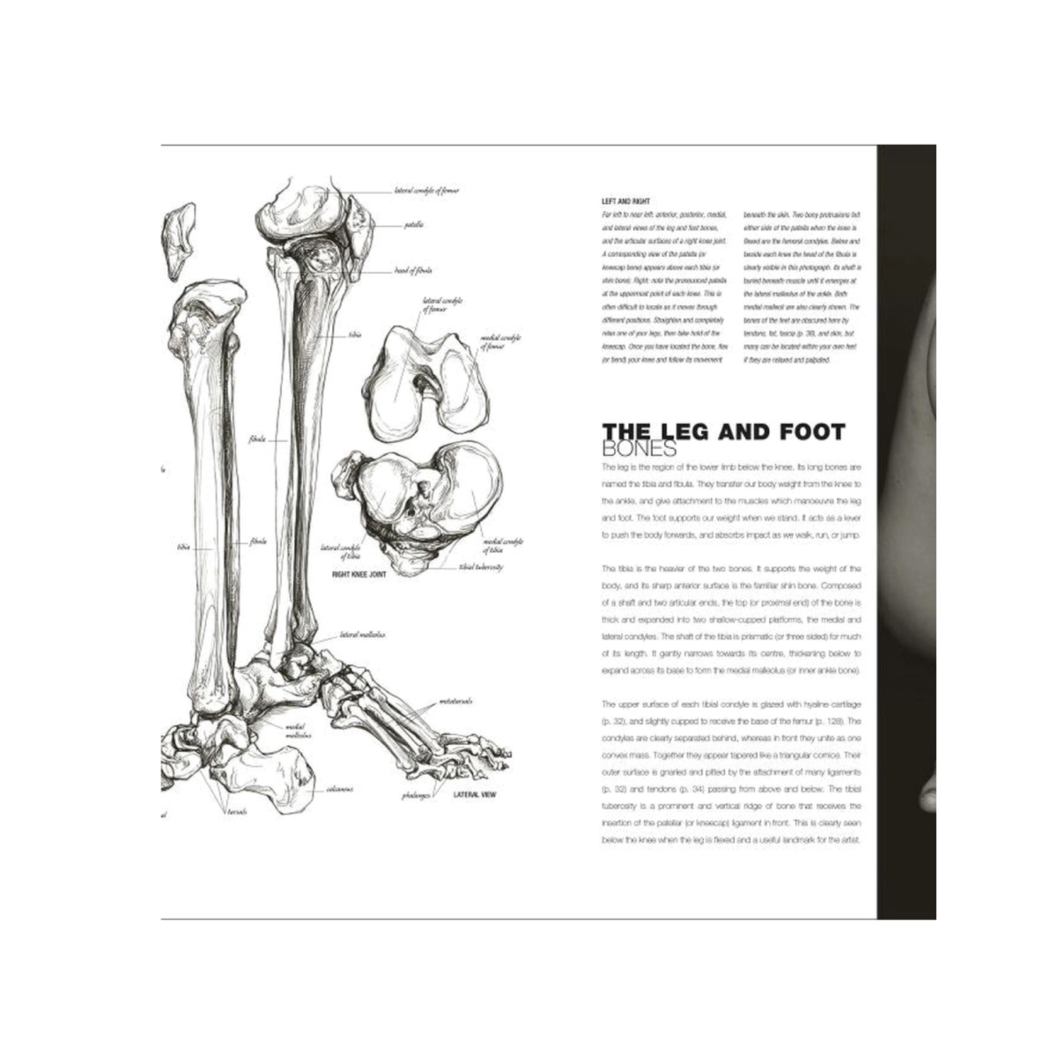 ANATOMY FOR THE ARTIST - SARAH SIMBLET (ENGLISCH) 3